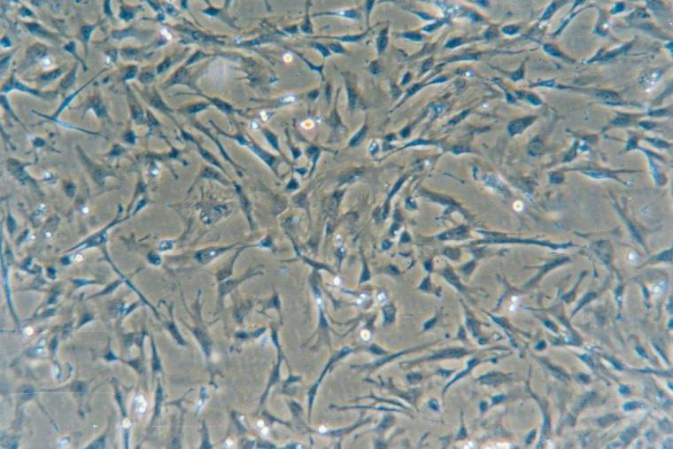 Komórki z potencjałem