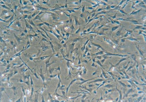 Komórki z potencjałem