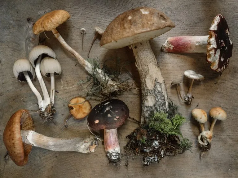 Mushrooms in pregnancy - are they safe?