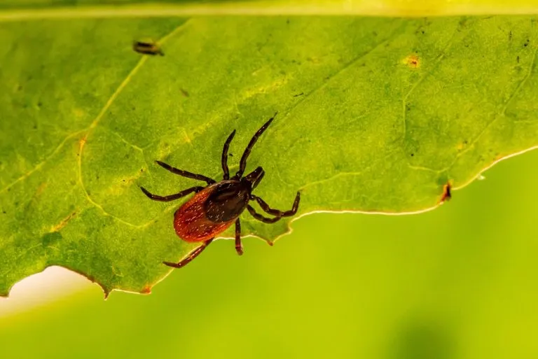 Borelioza w ciąży