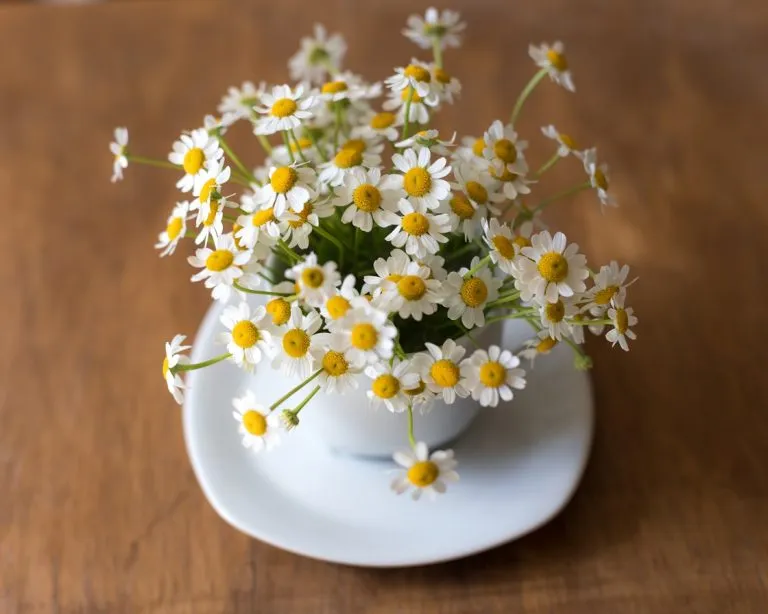 Chamomile in pregnancy-is it safe?