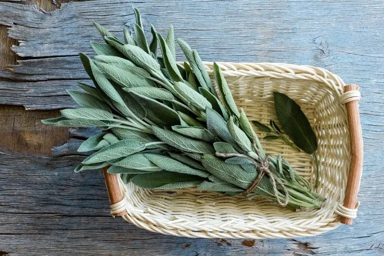 Sage in pregnancy